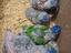 Immagine 1