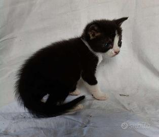 Gattino mix don sphynx bicolore(consegna)