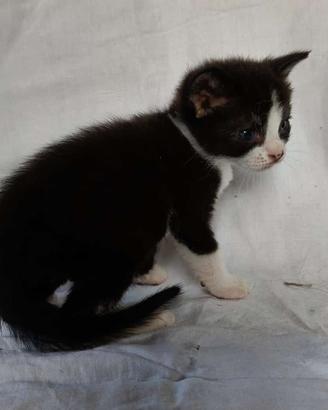 Gattino mix don sphynx bicolore(consegna)