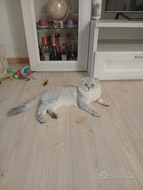 Gatto Scotch Montà