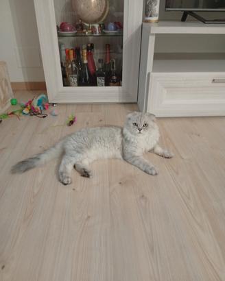 Gatto Scotch Montà