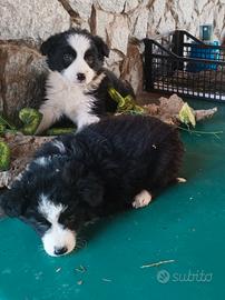 cuccioli Border collie