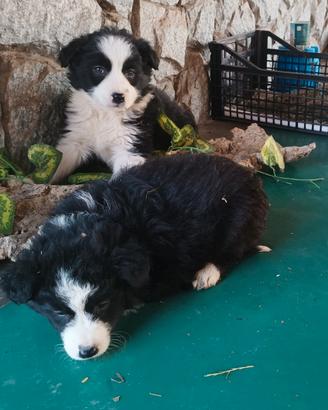 cuccioli Border collie