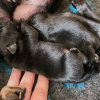 Cuccioli di Staffordshire Bull Terrier