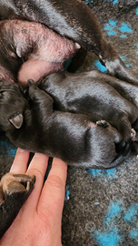 Cuccioli di Staffordshire Bull Terrier