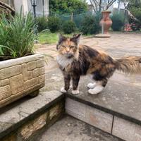 Maine coon