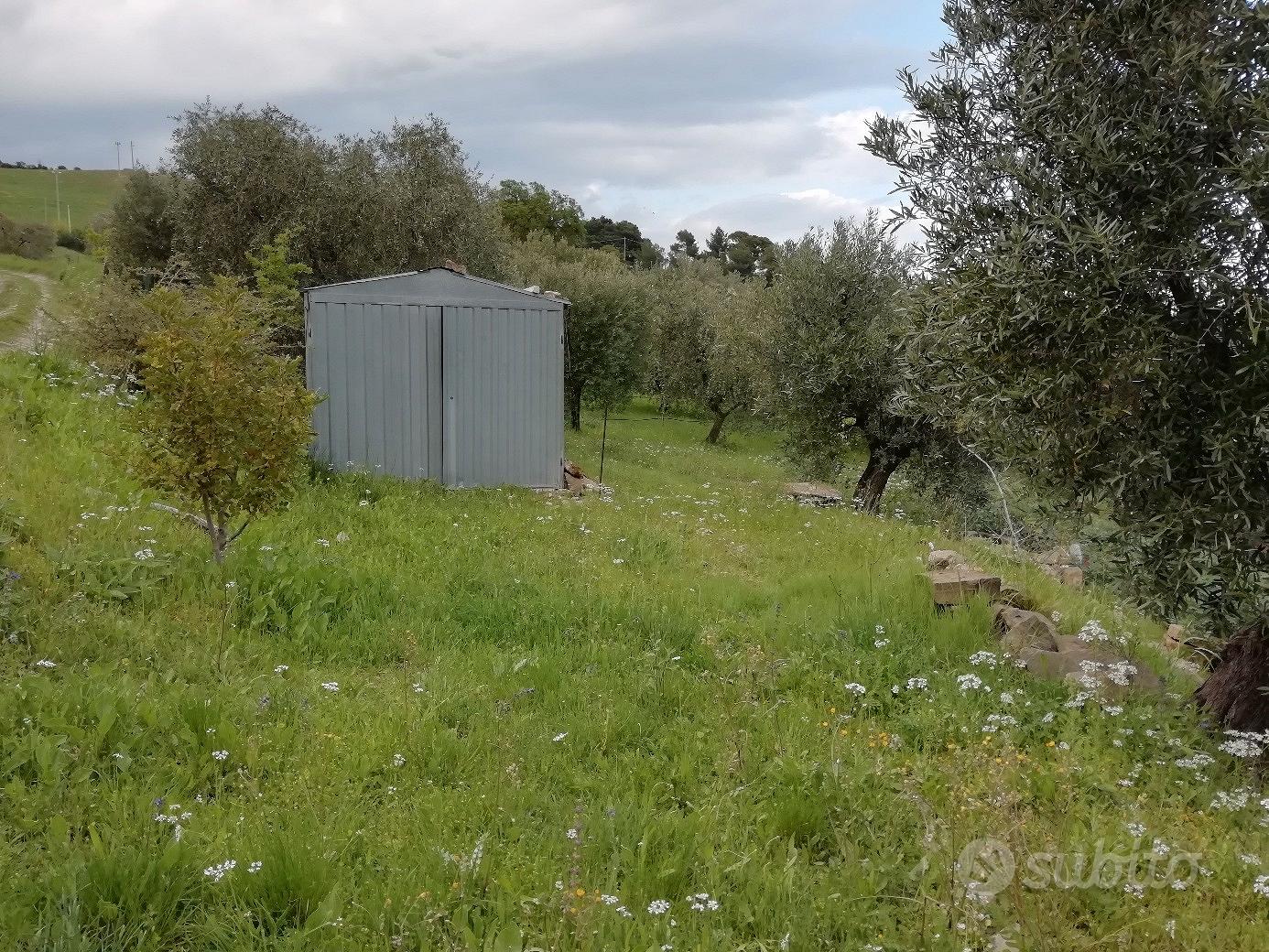 Terreno con uliveto - Vista 3