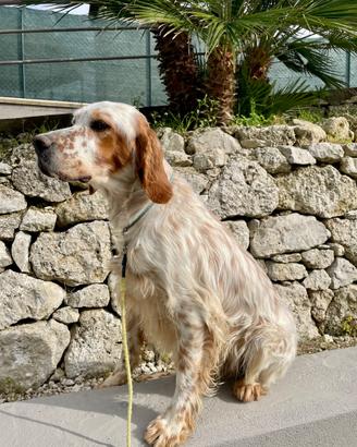 Setter
