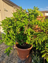 Vaso limoni