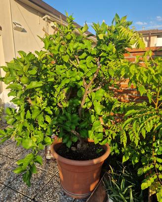 Vaso limoni