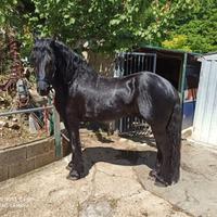 Stupendo cavallo frisone - 14 anni