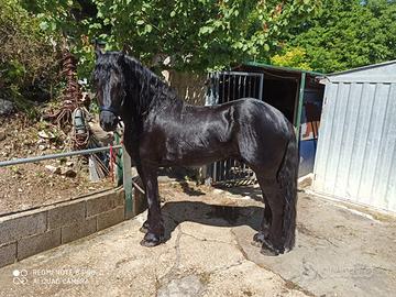 Stupendo cavallo frisone - 14 anni