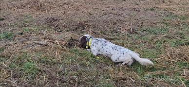 Setter inglese