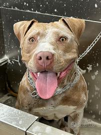 Pitbull