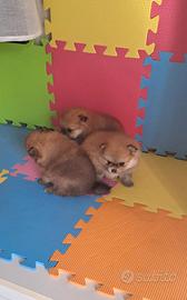 Cuccioli di spitz pomerania taglia micro