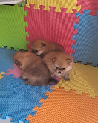 Cuccioli di spitz pomerania taglia micro