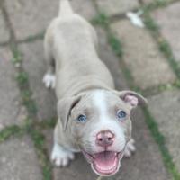 Cucciolo di pitbull ukc