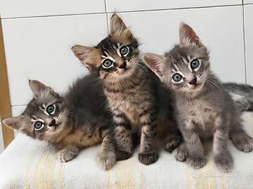 Cucciolata Gattini adozione gratuita Bologna