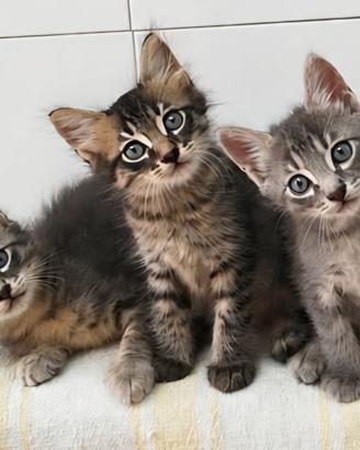 Cucciolata Gattini adozione gratuita Bologna