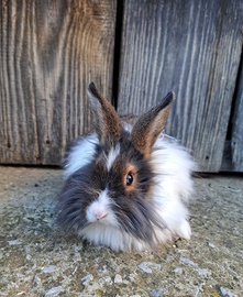 Coniglietti testa di leone