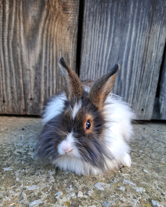 Coniglietti testa di leone