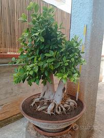BONSAI FICUS