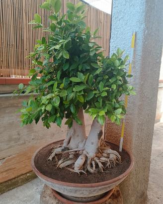 BONSAI FICUS
