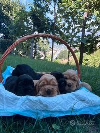 Cuccioli di cocker