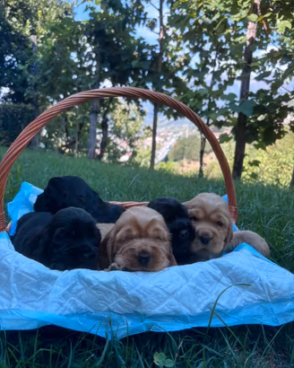 Cuccioli di cocker