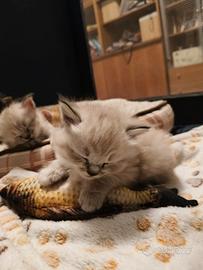 Gattini ipoallergenici siberiani con pedigree