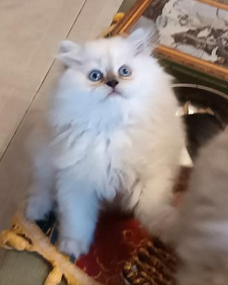 British longhair 