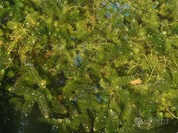 Piante acquatiche ossigenanti- laghetti e acquari