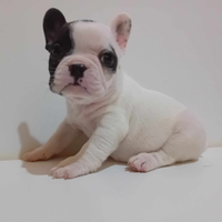 Bulldog francese con pedigree