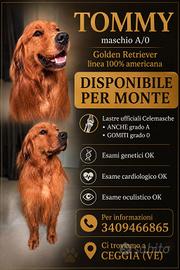 GOLDEN RETRIEVER 100% AMERICANO ACCOPPIAMENTI