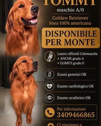 GOLDEN RETRIEVER 100% AMERICANO ACCOPPIAMENTI