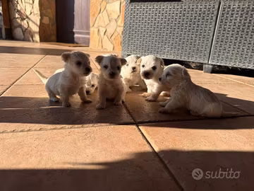 Maltese