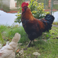Gallo da riproduzione