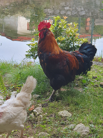 Gallo da riproduzione