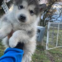 Cuccioli Alaskan malamute