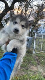 Cuccioli Alaskan malamute