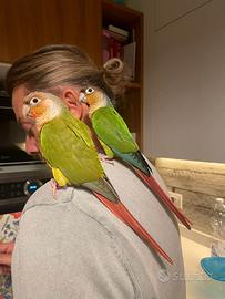 Conuro guance verdi Pyrrhura molinae