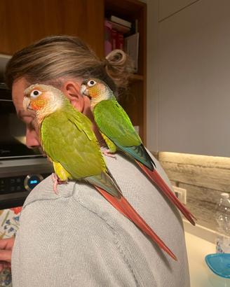 Conuro guance verdi Pyrrhura molinae