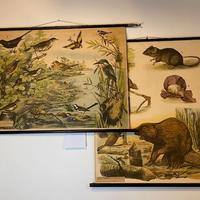 Poster Didattico Scientifico Vintage Tedesco 1900