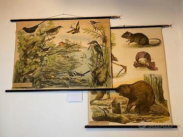 Poster Didattico Scientifico Vintage Tedesco 1900