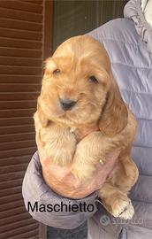 Cocker spaniel inglese con Pedigree ENCI