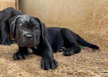 Cane corso