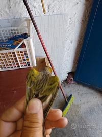 Uccelli