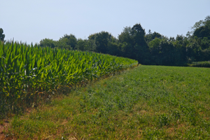 Terreno agricolo ad uso commerciale