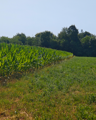 Terreno agricolo ad uso commerciale