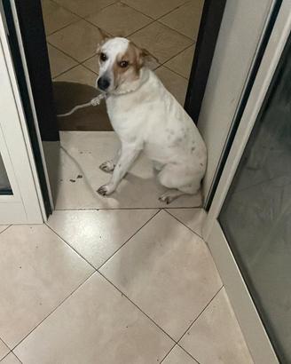 Rudy
